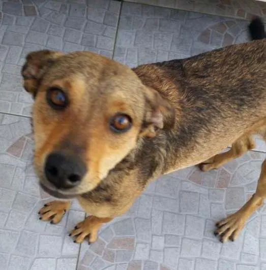 Cachorro ra a vira latas idade 1 ano nome Lilica