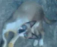 Bibi