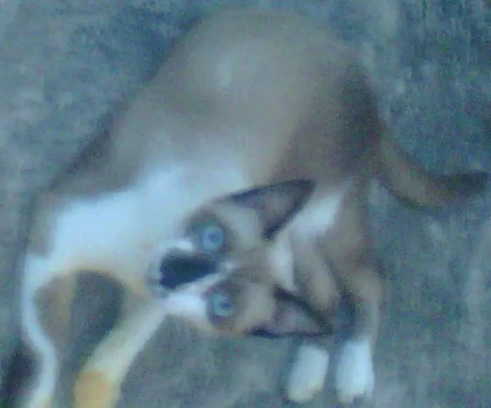 Gato raça siamês idade  nome Bibi