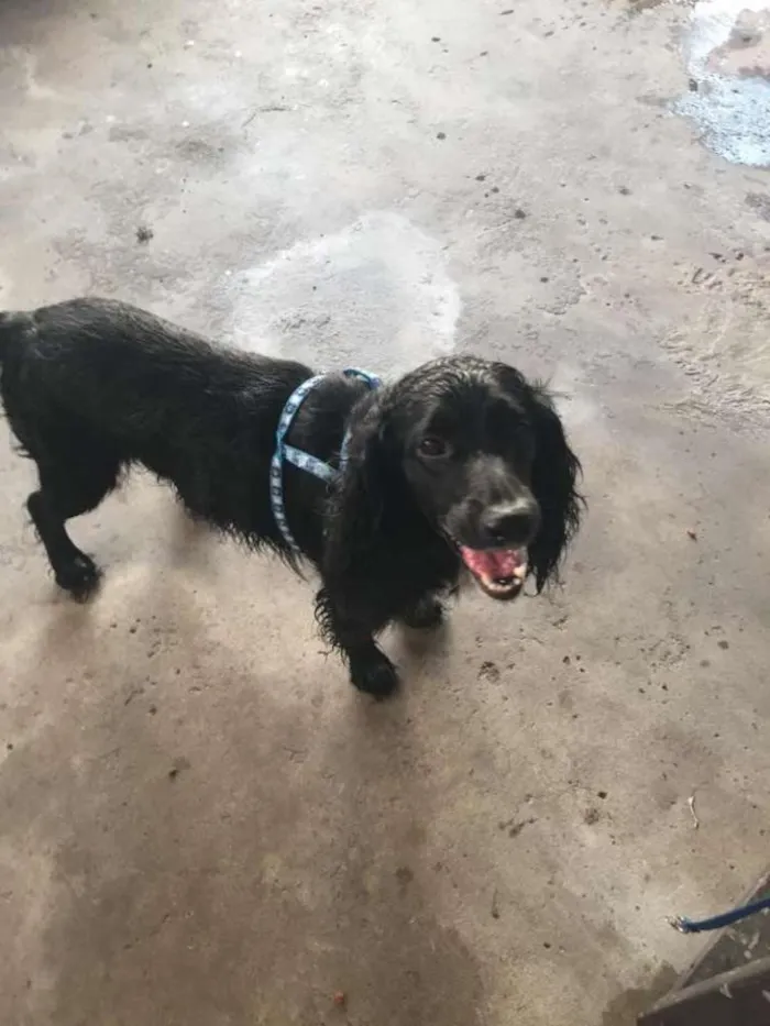 Cachorro ra a Cocker ingles idade 3 anos nome Frederico 