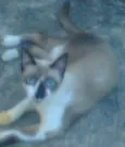 Bibi