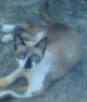 Gato raça siamês idade  nome Bibi