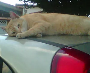 Gato raça  mistura idade  nome paidegua