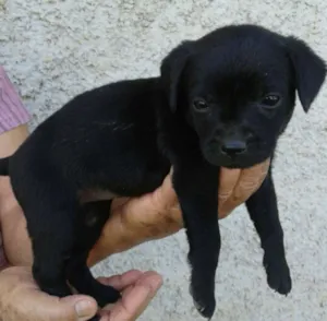 Cachorro raça SRD idade Abaixo de 2 meses nome Pretinha