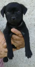 Pretinha