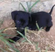 Pretinha