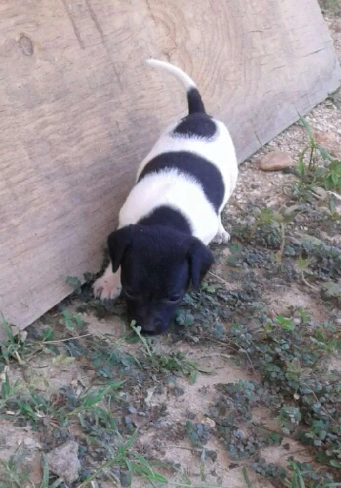 Cachorro raça SRD idade Abaixo de 2 meses nome Dara