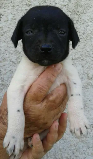 Cachorro raça SRD idade Abaixo de 2 meses nome Dara