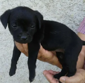 Cachorro raça SRD idade Abaixo de 2 meses nome Pretinha