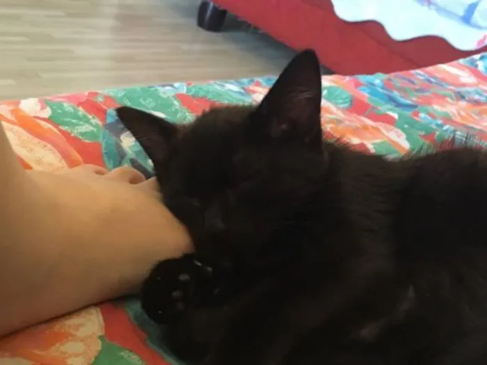 Gato ra a SRD idade 2 a 6 meses nome Princesinha