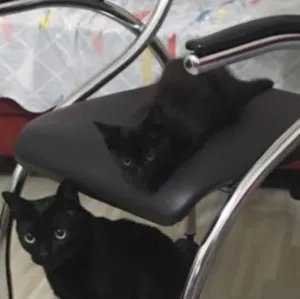 Gato raça SRD idade 2 a 6 meses nome Princesinha