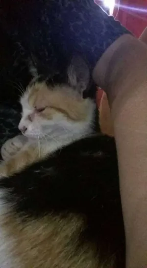 Gato raça gato idade  nome Kaka
