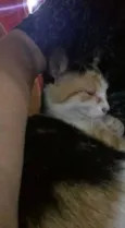 kaka