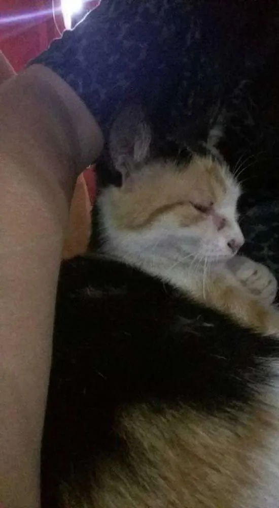 Gato raça gato idade  nome kaka