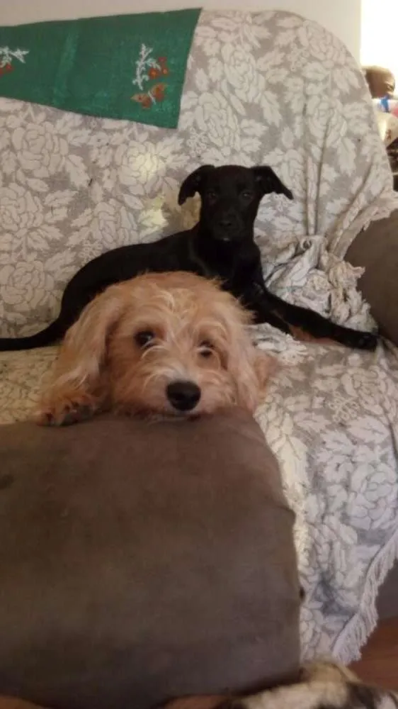 Cachorro ra a SRD idade 7 a 11 meses nome Filo e July