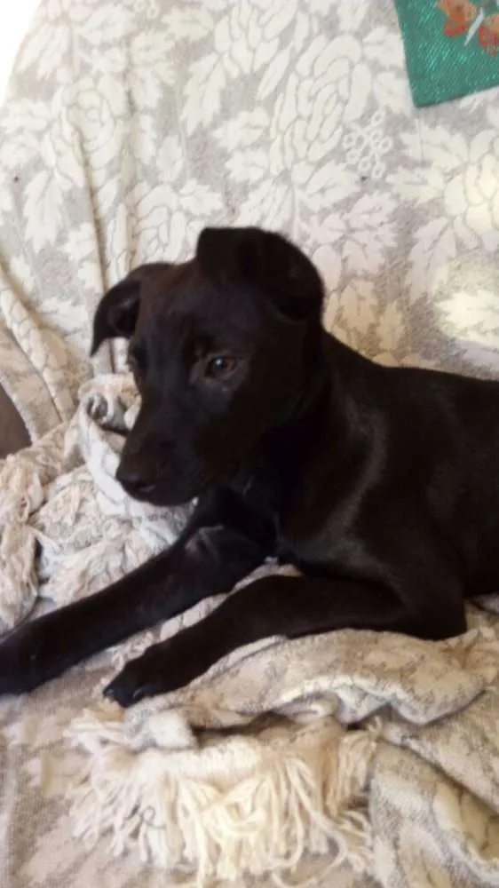 Cachorro ra a SRD idade 7 a 11 meses nome Filo e July