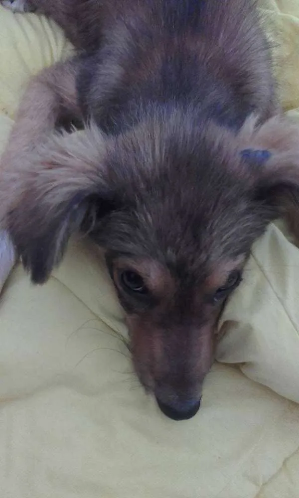 Cachorro ra a Sem raça definida idade 2 a 6 meses nome Marguerita