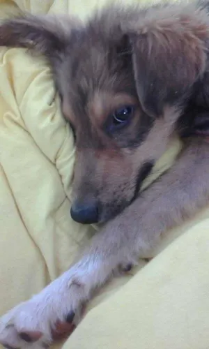 Cachorro raça Sem raça definida idade 2 a 6 meses nome Marguerita