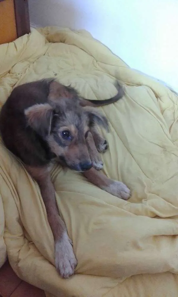 Cachorro ra a Sem raça definida idade 2 a 6 meses nome Marguerita