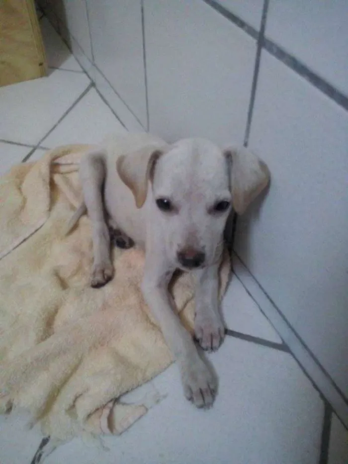 Cachorro raça Viralata idade 2 a 6 meses nome n tem