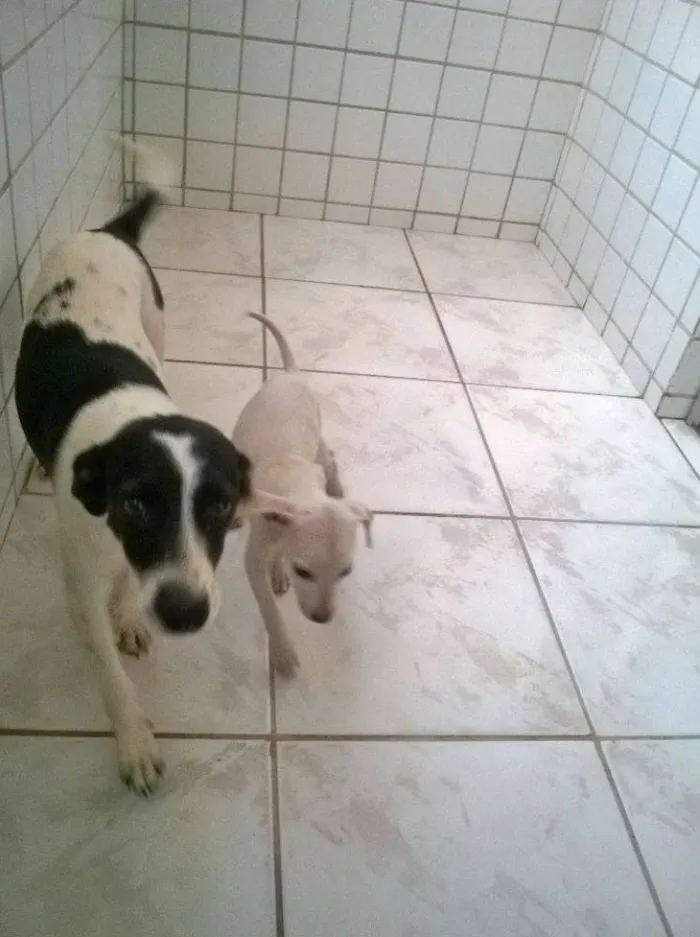 Cachorro raça Viralata idade 2 a 6 meses nome n tem