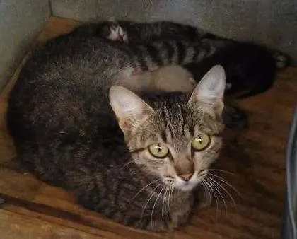 Gato ra a Aparenta ser Siâmes idade Abaixo de 2 meses nome Sem nome