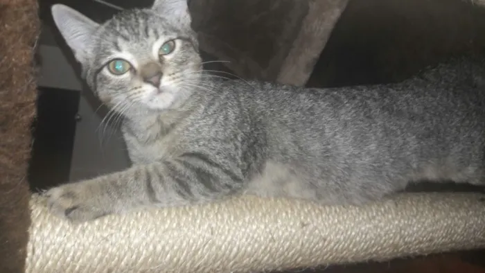 Gato ra a SRD idade 2 a 6 meses nome Monalisa