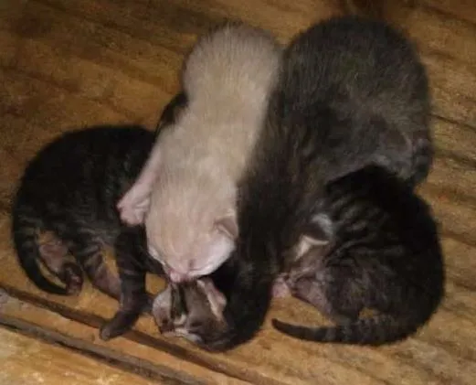 Gato ra a Aparenta ser Siâmes idade Abaixo de 2 meses nome Sem nome