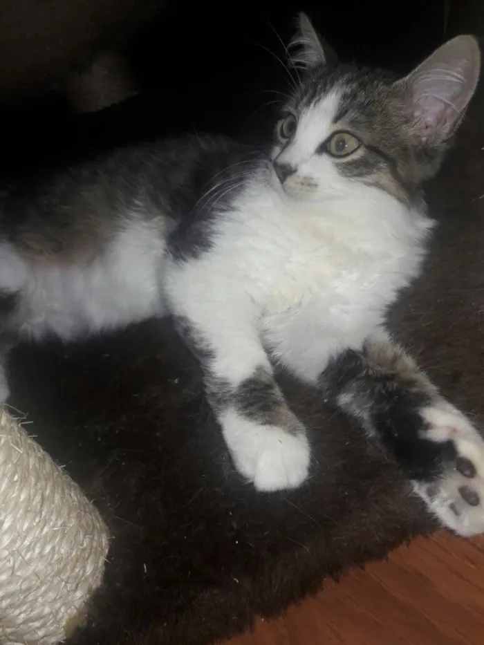 Gato ra a SRD idade 2 a 6 meses nome Chloe 