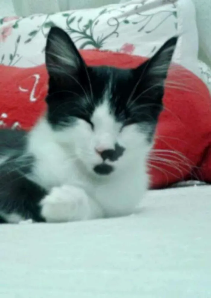 Gato raça não sei idade 1 ano nome Flash