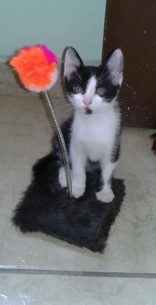 Gato raça  idade 2 a 6 meses nome Billy