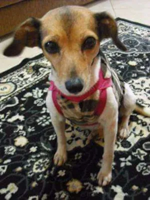 Cachorro raça Misturada pinsher idade 2 anos nome Nina