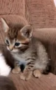 Mia