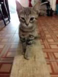 Mia