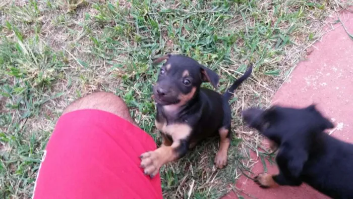 Cachorro ra a Mestiço idade Abaixo de 2 meses nome Sem Nome