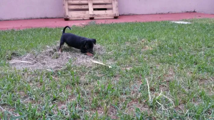 Cachorro ra a Mestiço idade Abaixo de 2 meses nome Sem Nome