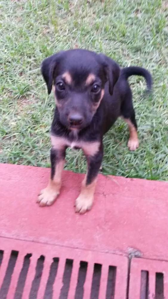 Cachorro ra a Mestiço idade Abaixo de 2 meses nome Sem Nome