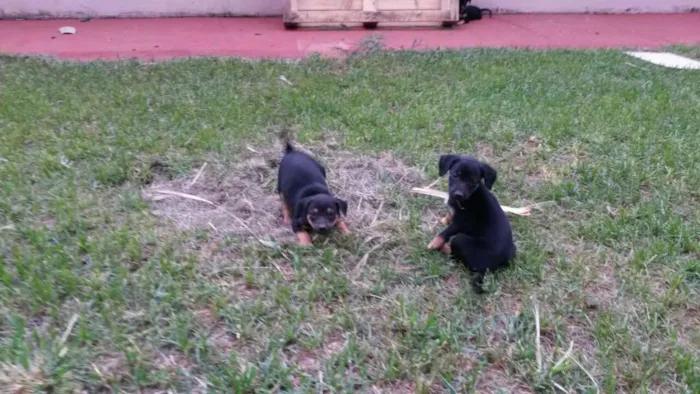 Cachorro ra a Mestiço idade Abaixo de 2 meses nome Sem Nome