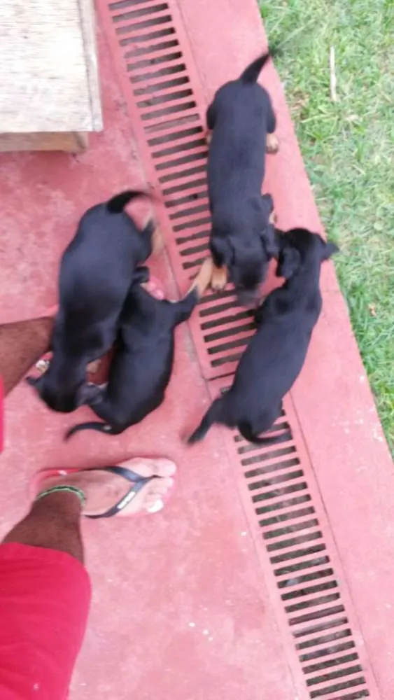 Cachorro ra a Mestiço idade Abaixo de 2 meses nome Sem Nome