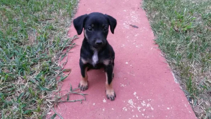 Cachorro ra a Mestiço idade Abaixo de 2 meses nome Sem Nome