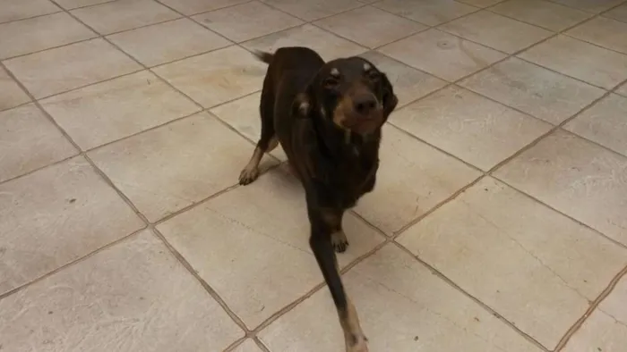 Cachorro ra a Mestiço idade 2 anos nome Rapadura