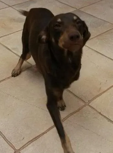 Cachorro ra a Mestiço idade 2 anos nome Rapadura