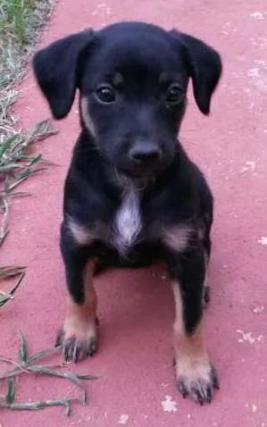 Cachorro raça Mestiço idade Abaixo de 2 meses nome Sem Nome