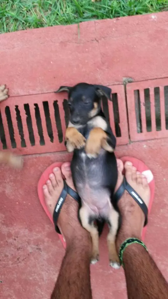 Cachorro ra a Mestiço idade Abaixo de 2 meses nome Sem Nome
