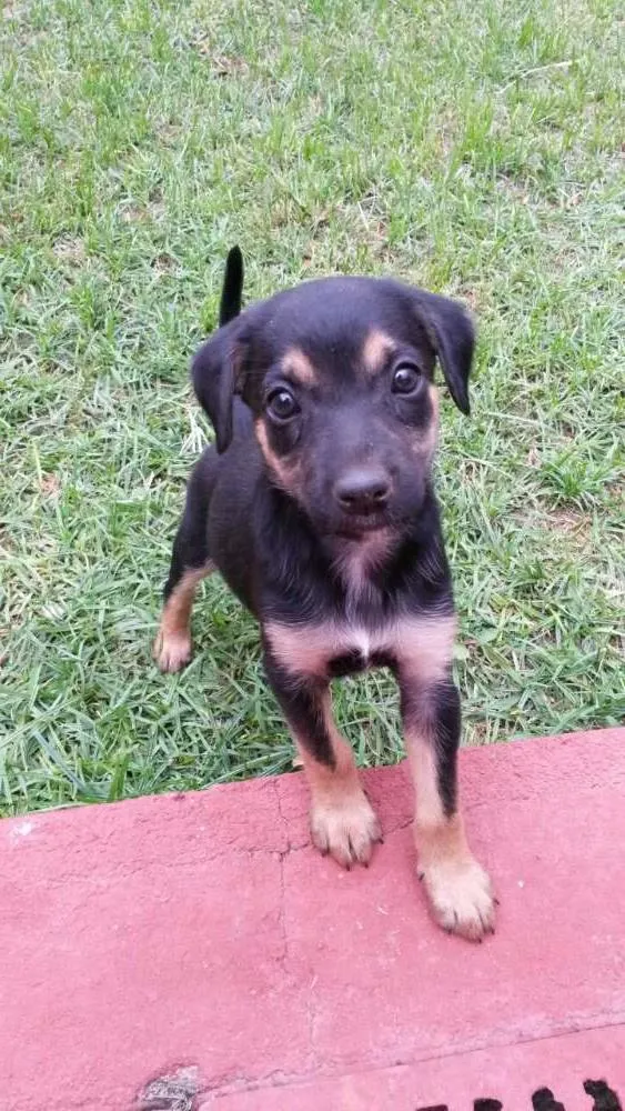 Cachorro ra a Mestiço idade Abaixo de 2 meses nome Sem Nome
