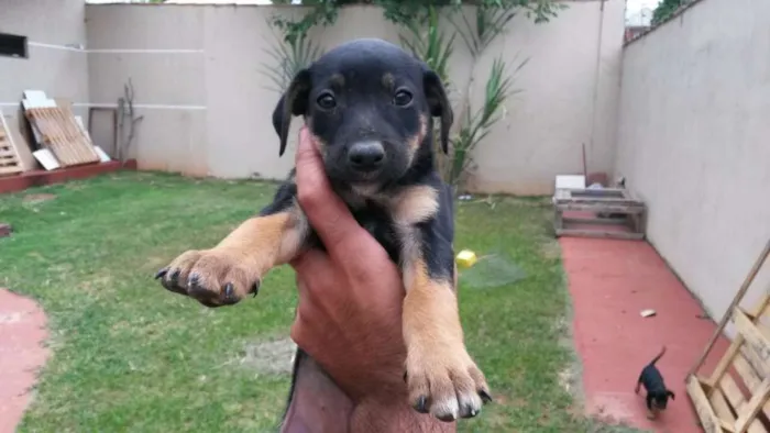 Cachorro ra a Mestiço idade Abaixo de 2 meses nome Sem Nome