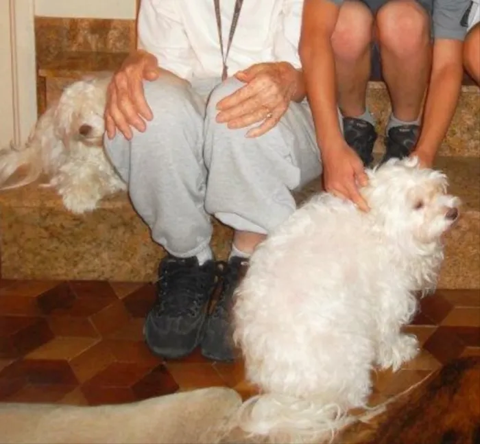 Cachorro ra a Maltes idade 6 ou mais anos nome Hanna e Hanninha