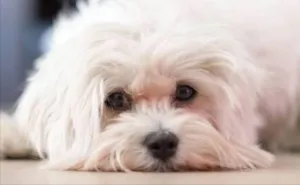 Cachorro raça Maltes idade 6 ou mais anos nome Hanna e Hanninha