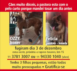 Cachorro raça BOXER E PASTOR idade 1 ano nome OZZY E FELICIA GRATIFICA
