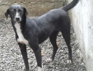 Cachorro raça SRD idade 5 anos nome Gigi